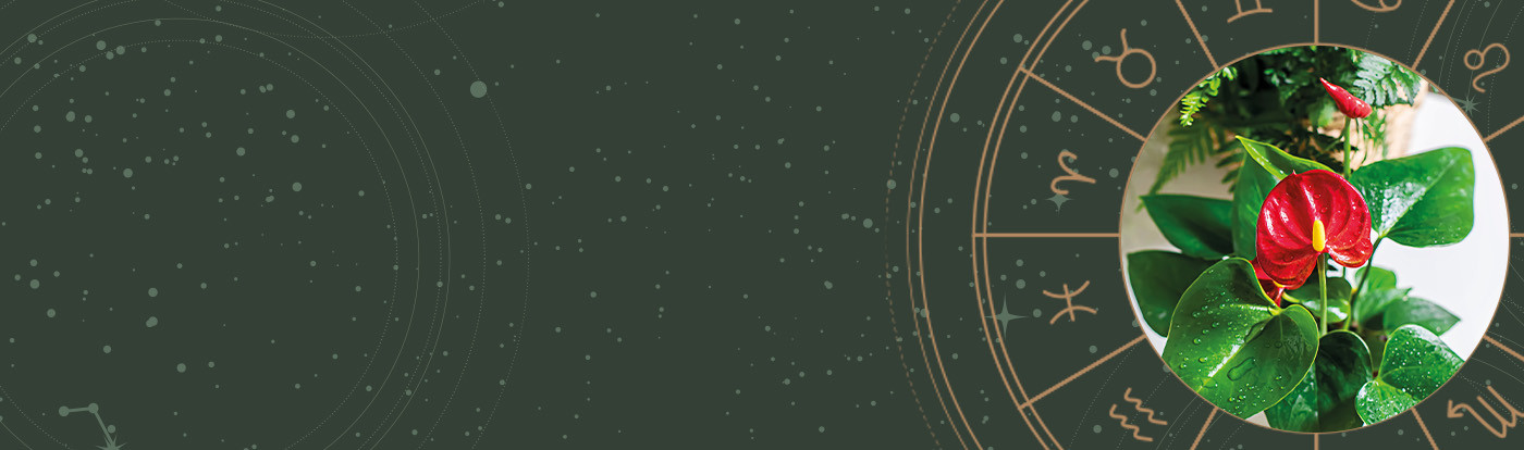 Nouveauté : Astro plante